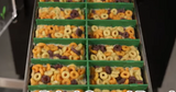 Tray Dividers- for Harvest Right Countertop Freeze Dryer Trays